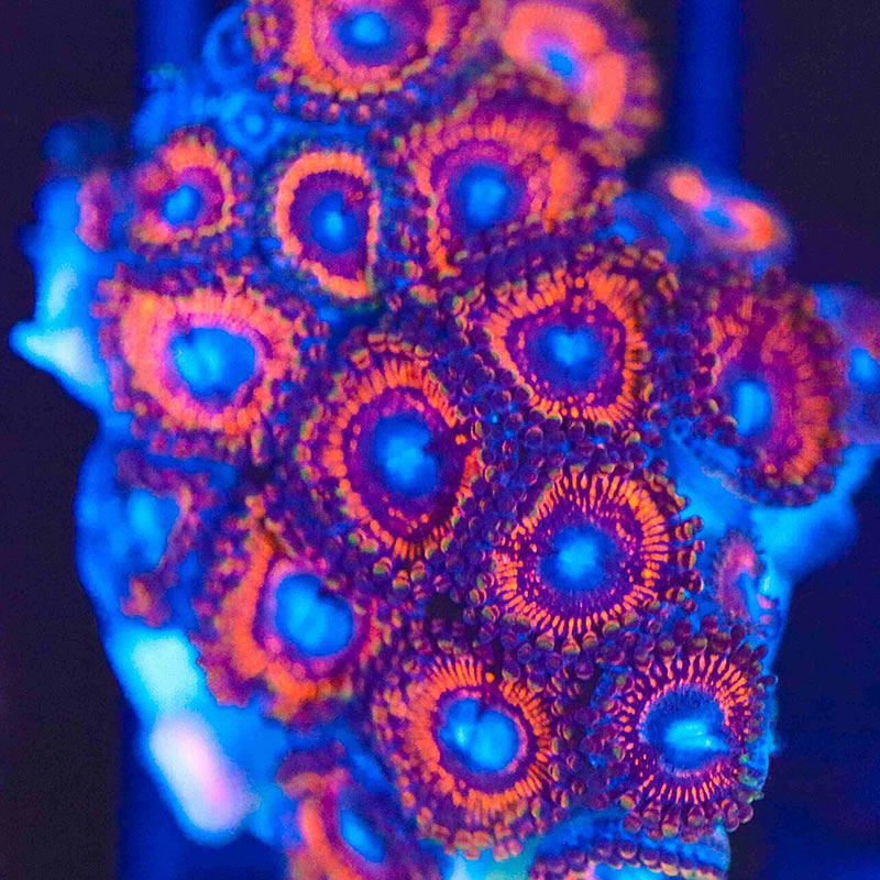 Molten Red