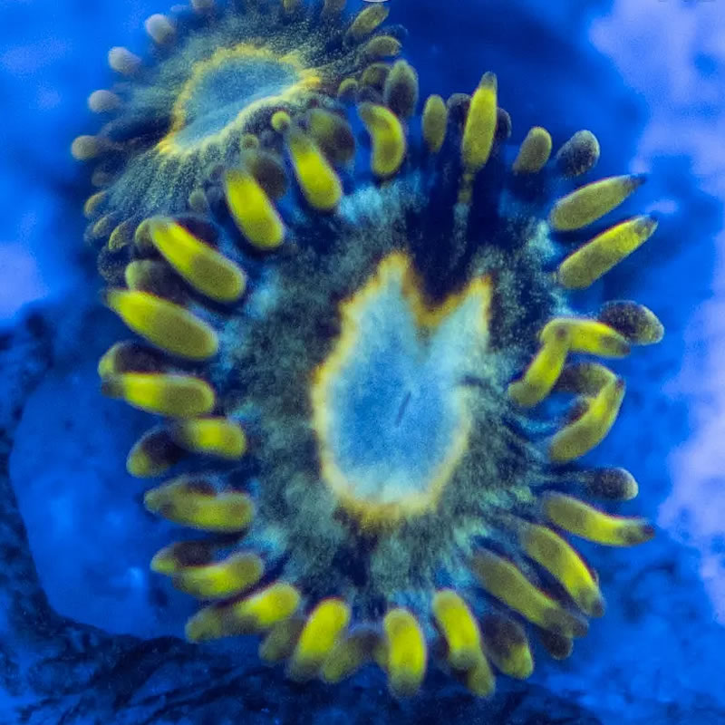 Murder Hornet zoas - Reef Stable