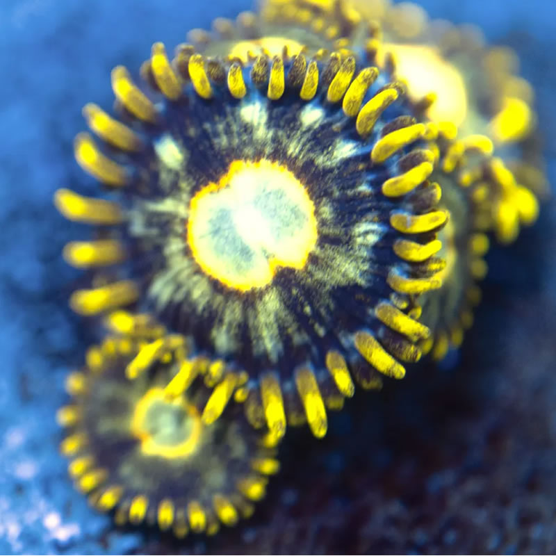 Murder Hornet zoas - Reef Stable
