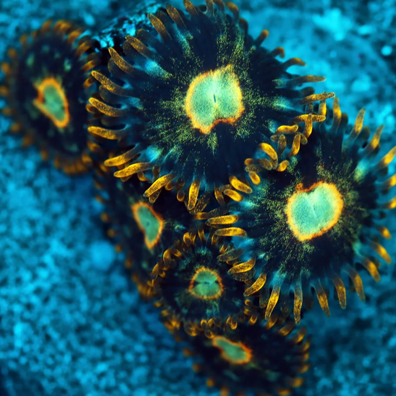 Murder Hornet zoas - A Reef Creation