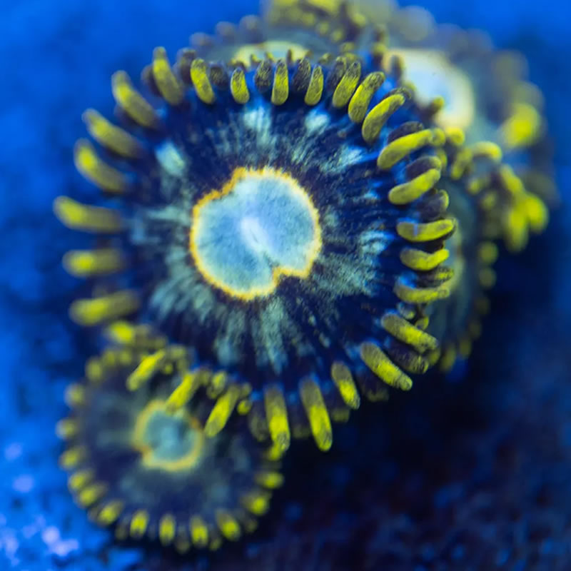 Murder Hornet zoas - Reef Stable
