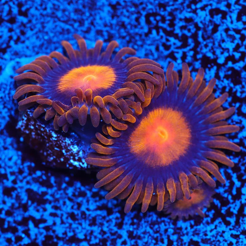 My Clementine zoas - A Reef Creation