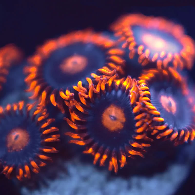 My Clementine zoas - Reef Stable