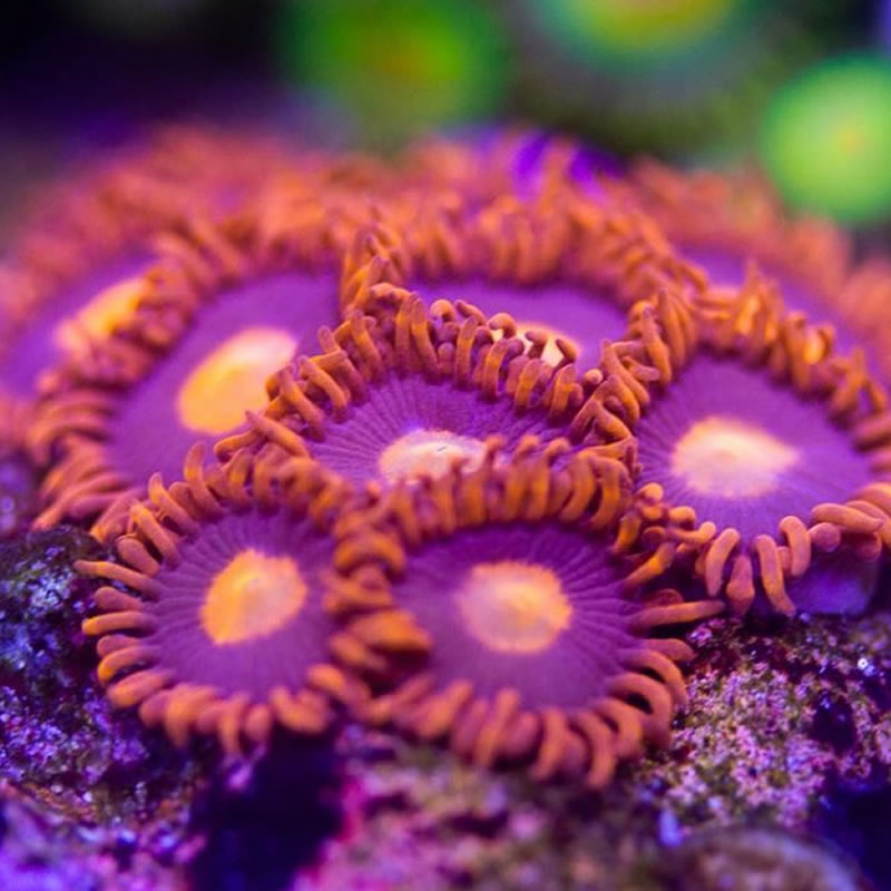 My Clementine zoas - Sunnyside Corals