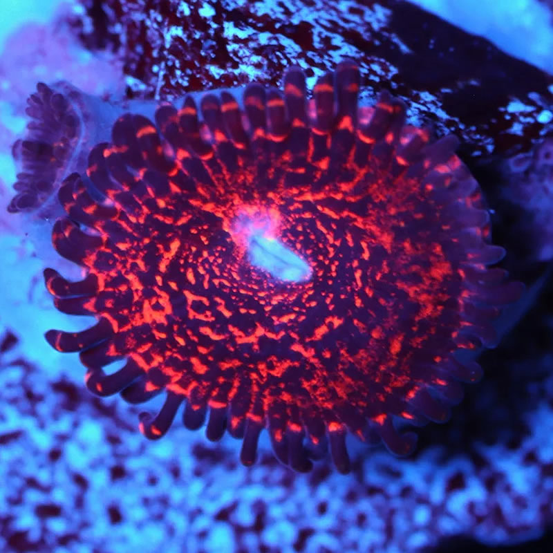 Nightmare zoas - A Reef Creation