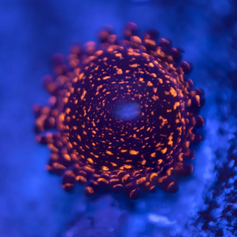 Nightmare zoas - Reef Stable