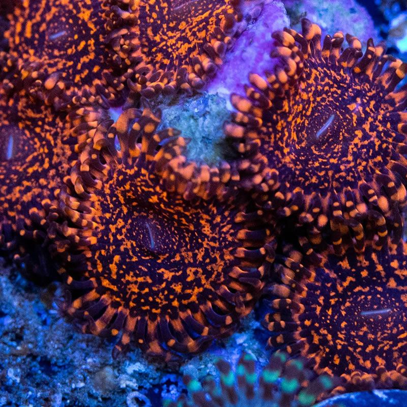 Nightmare zoas - RVA Corals