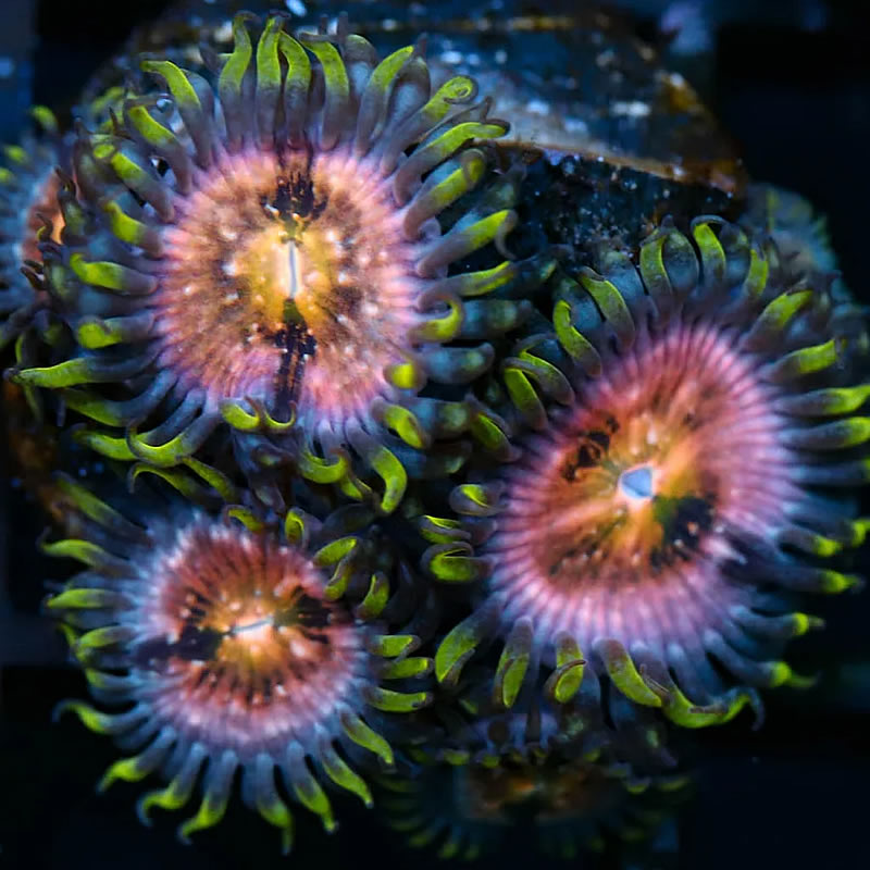 Nirvana zoas - RVA Corals