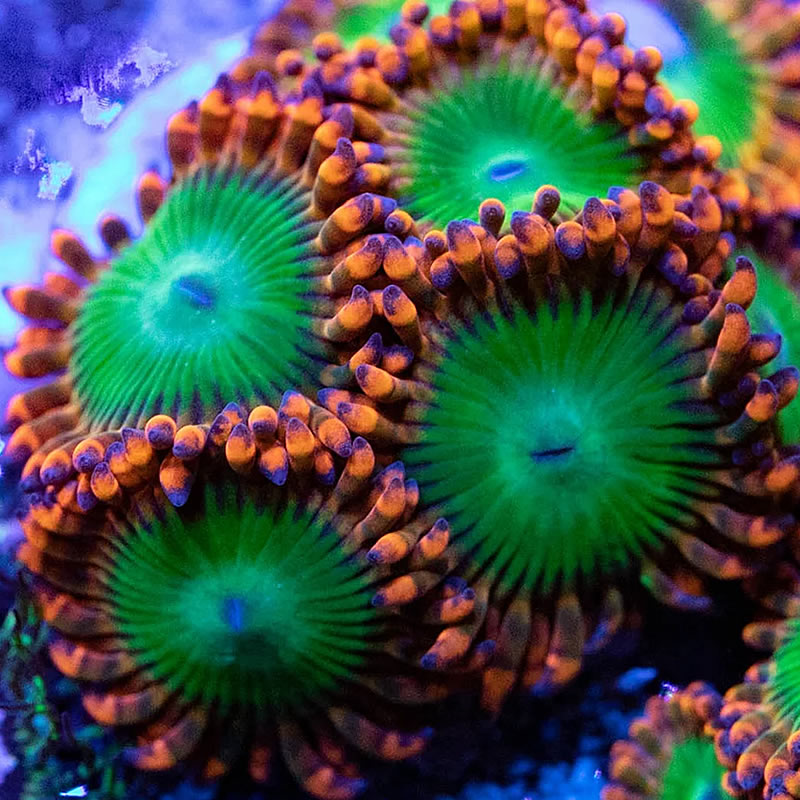 Oompa Loompa zoas - RVA Corals