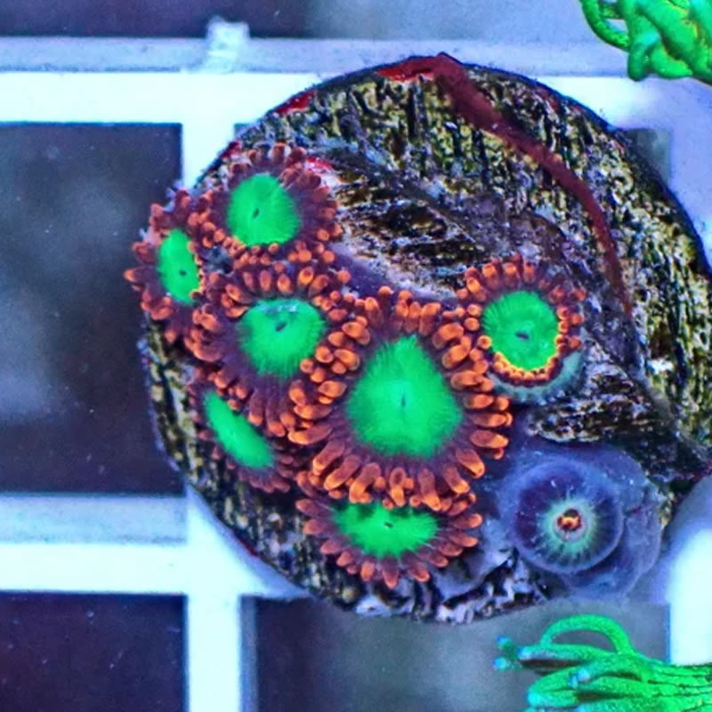 Oompa Loompa zoas - Sweet Frag