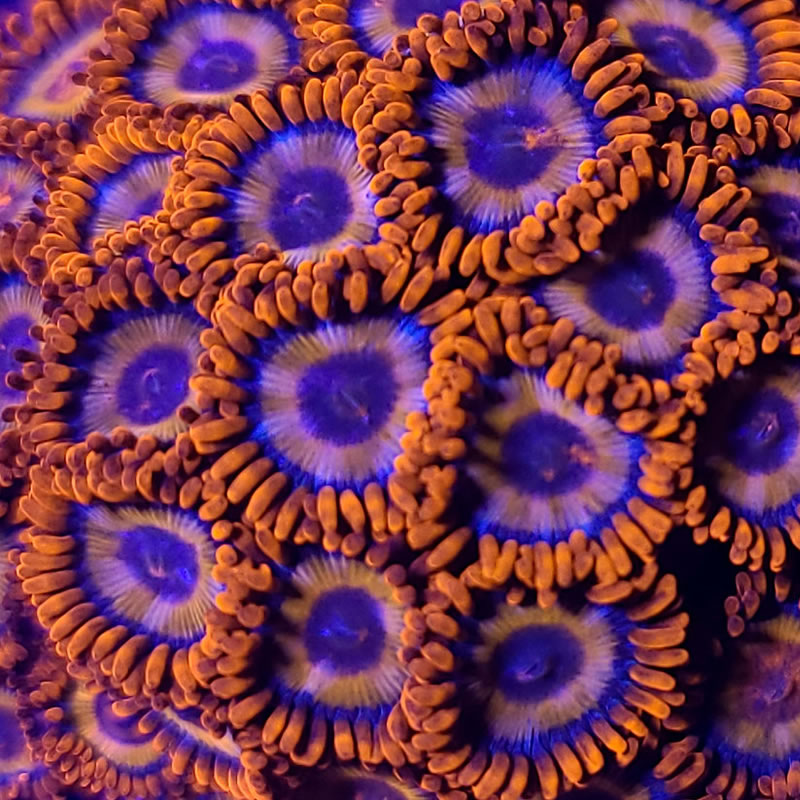 Orange Oxide zoas - CoralAddicts
