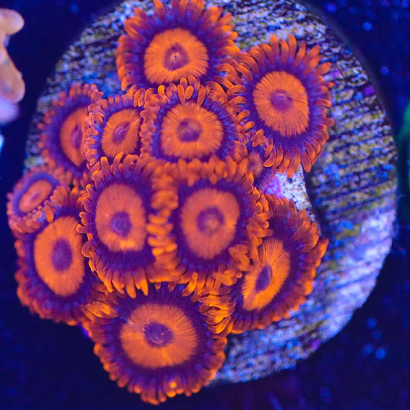 Orange Oxide zoas - Fragbox Corals