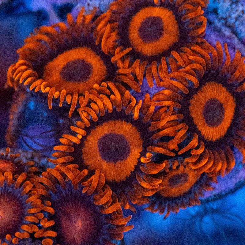 Orange Oxide zoas - Reefco Aquariums