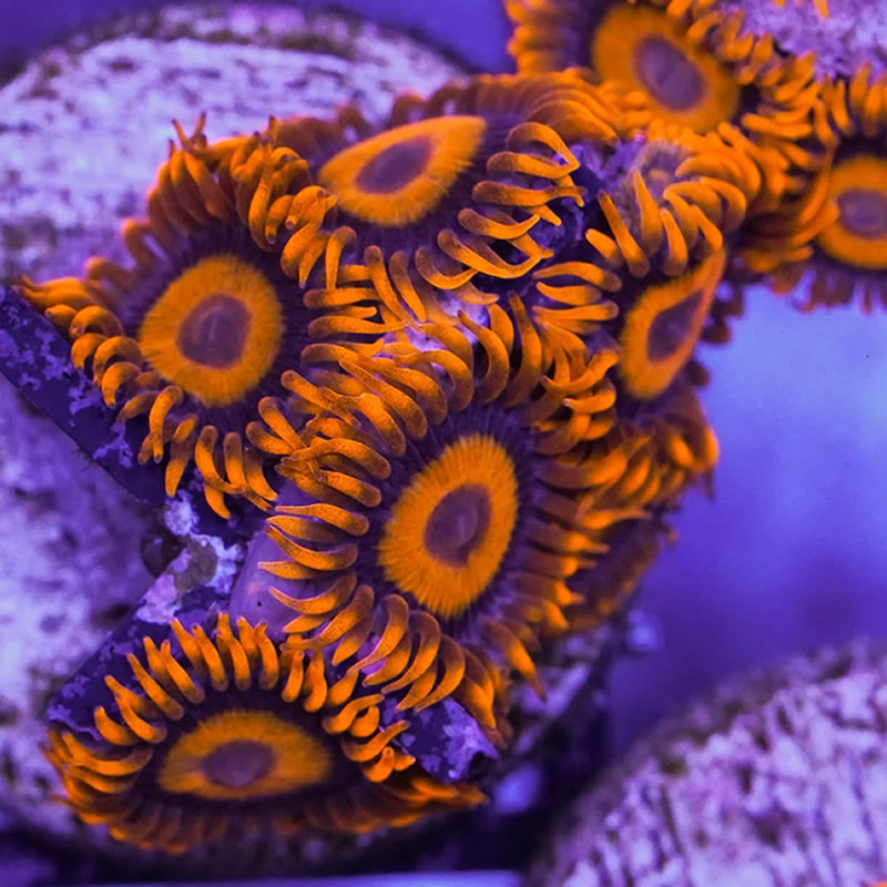 Orange Oxide zoas - Reefco Aquariums