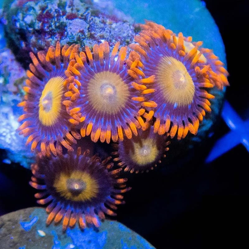 Orange Oxide zoas - Sunnyside Corals
