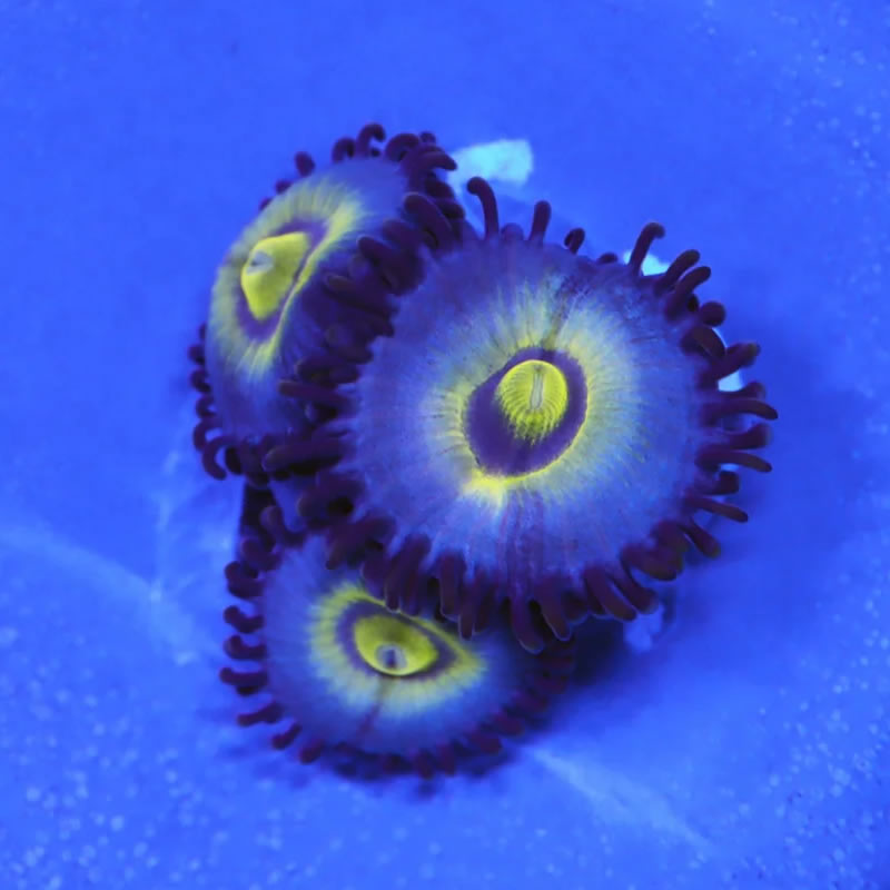 Outcast zoas - A Reef Creation