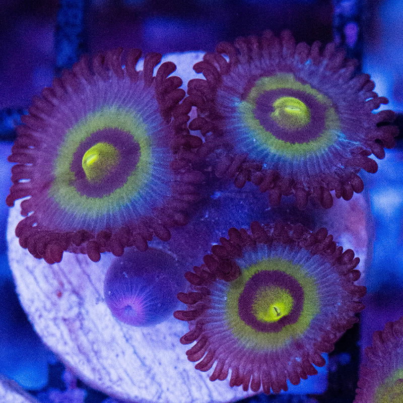 Outcast zoas - Reefco Aquariums
