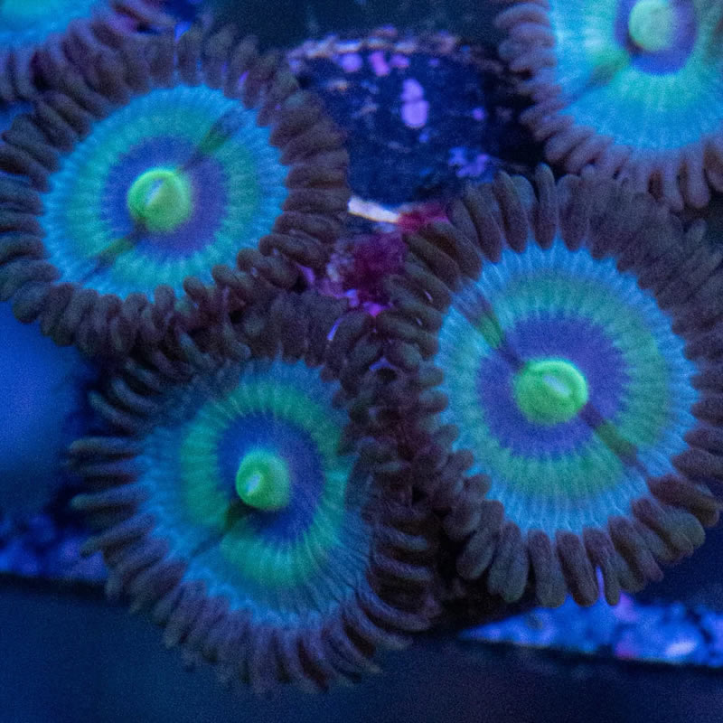 Outcast zoas - RVA Corals