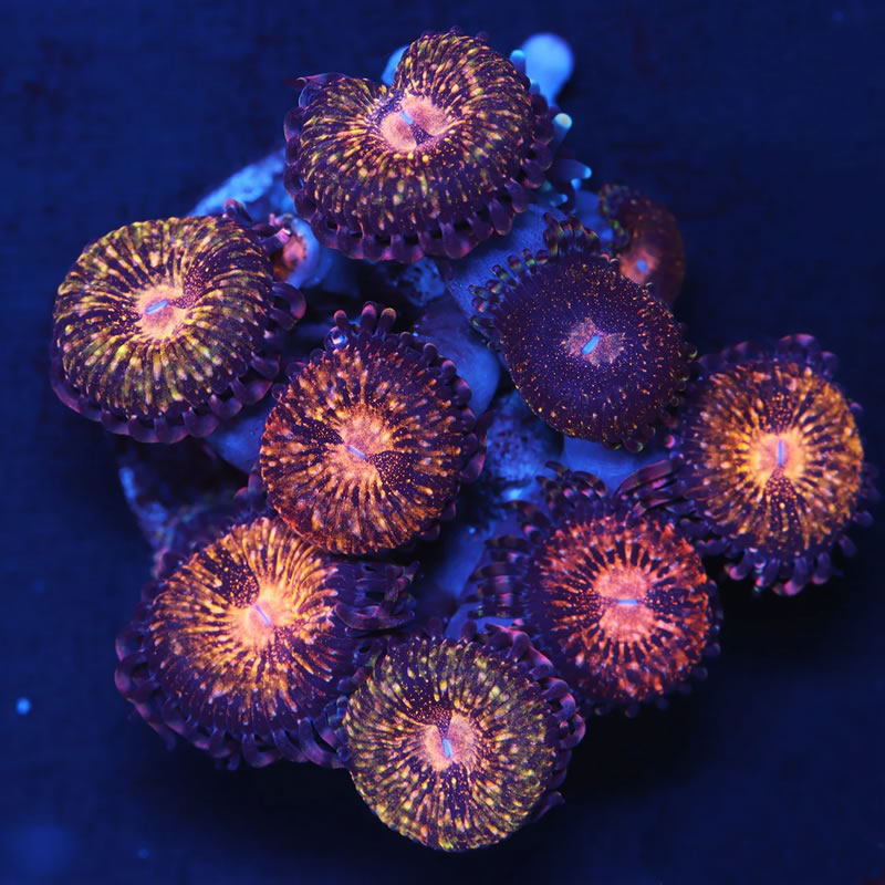 Pandora zoas - A Reef Creation