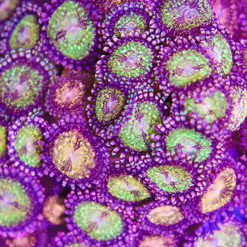 Pandora zoas - Fragbox Corals