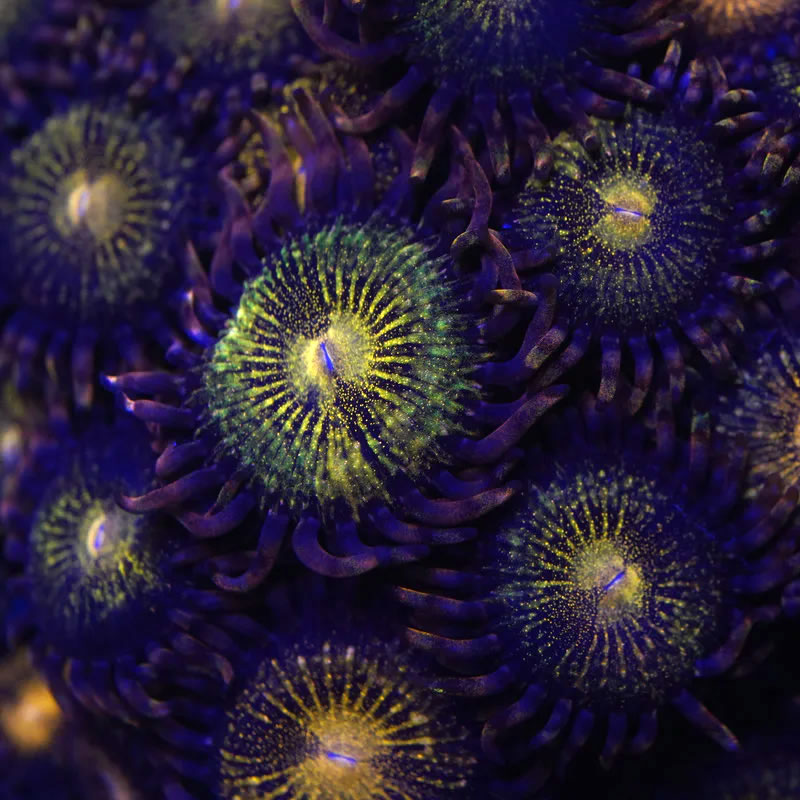 Pandora zoas - Kung Fu Corals