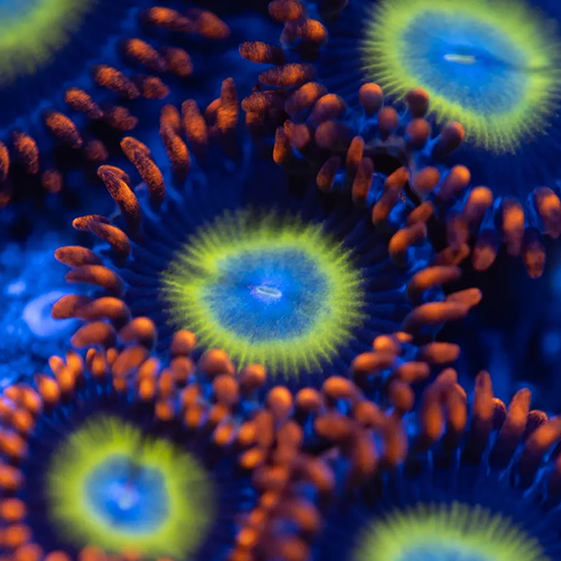 Pearl Jam zoas - Reef Stable
