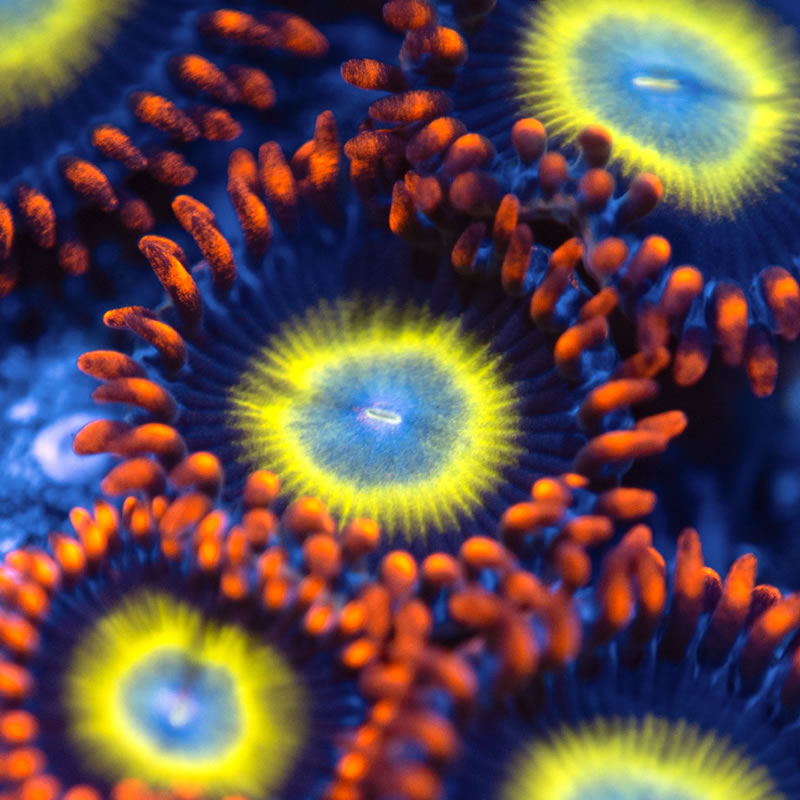Pearl Jam zoas - Reef Stable