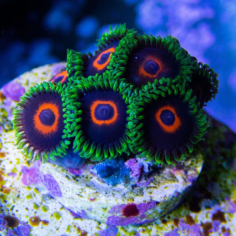 PHE zoas - Sunnyside Corals
