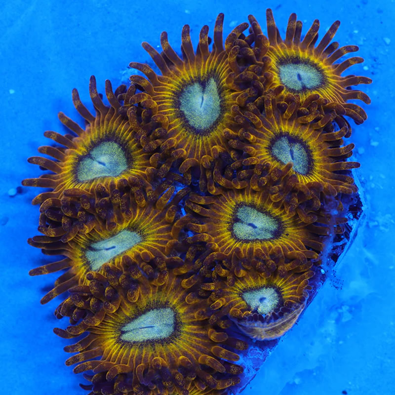 Pikachu zoas - A Reef Creation