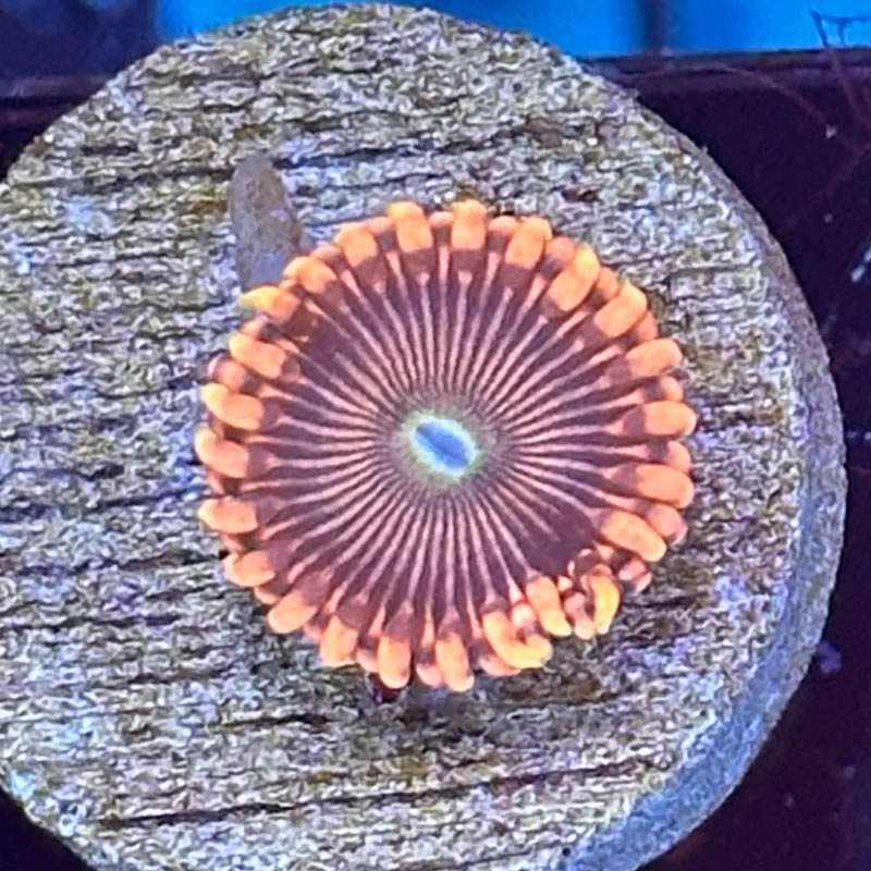 Pink BB zoas - Reefco Aquariums