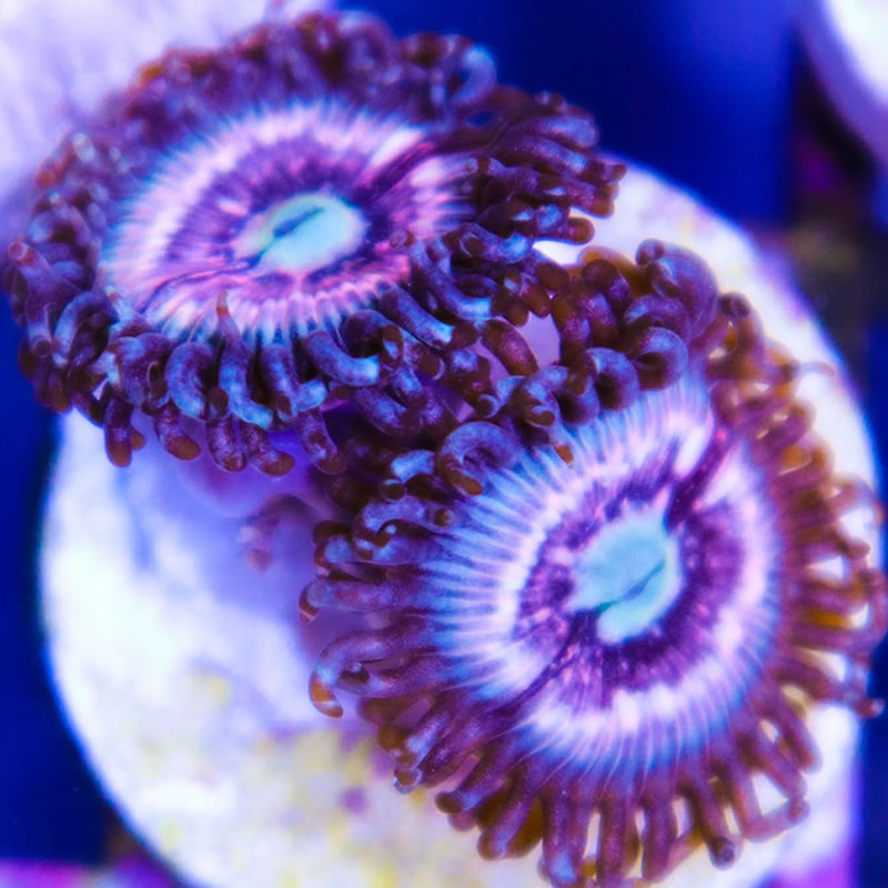Pink Constellation zoas - Fragbox Corals