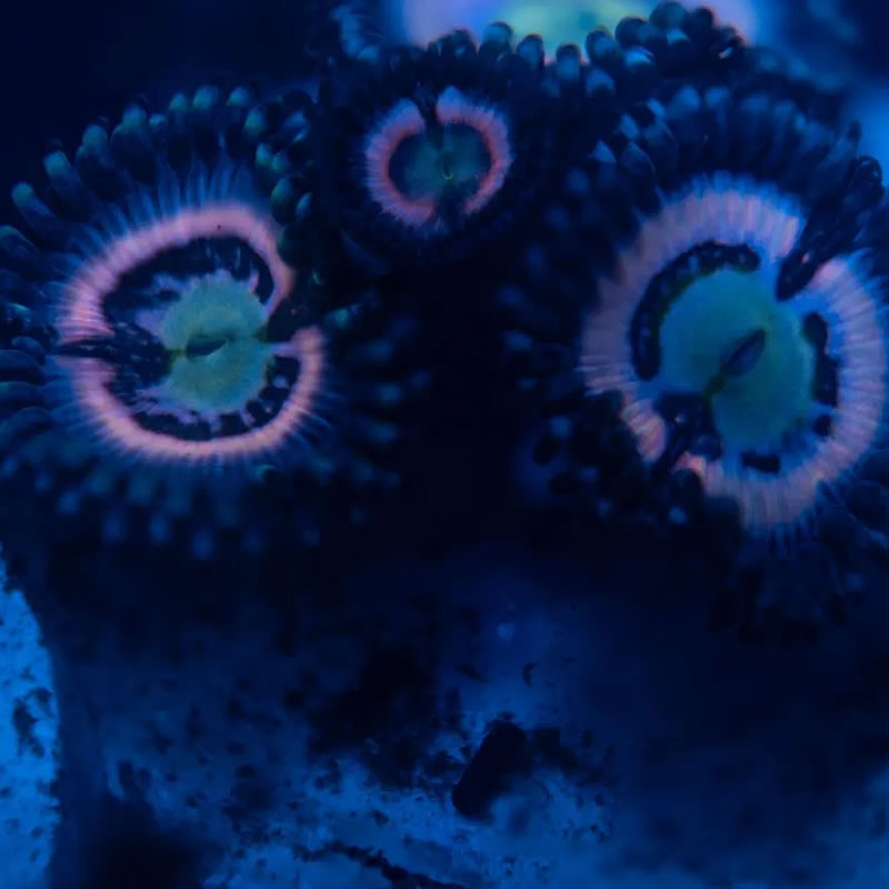 Pink Constellation zoas - Reef Stable