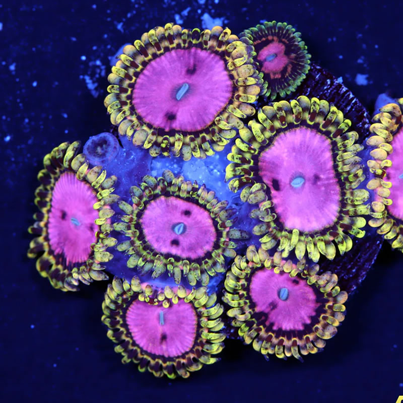 Pink Diamond zoas - A Reef Creation