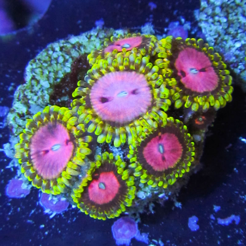 Pink Diamond zoas - Fragbox Corals