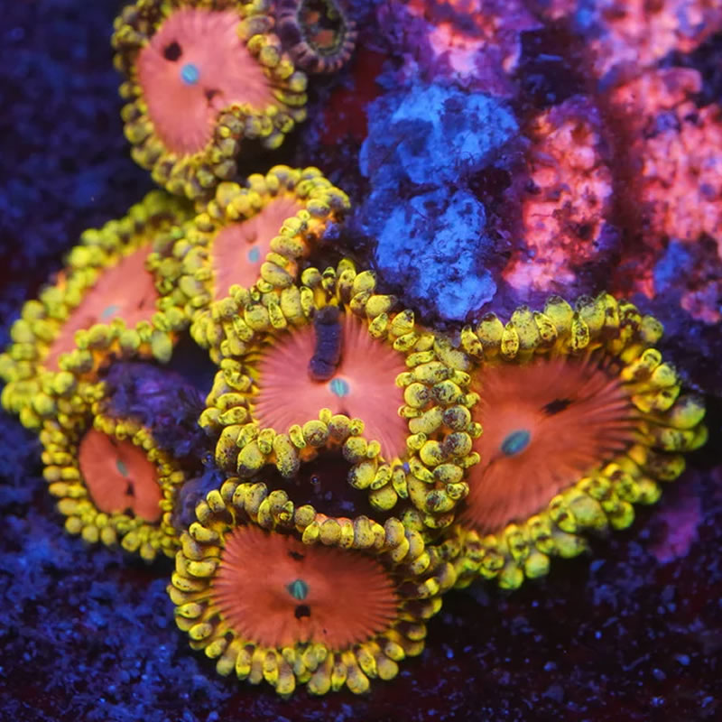 Pink Diamond zoas - Kung Fu Corals