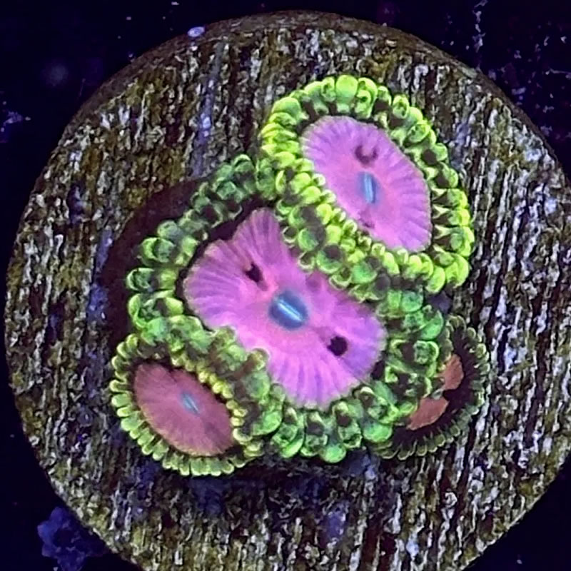 Pink Diamond zoas - Reefco Aquariums