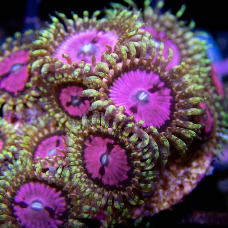 Pink Diamond zoas - Sunnyside Corals