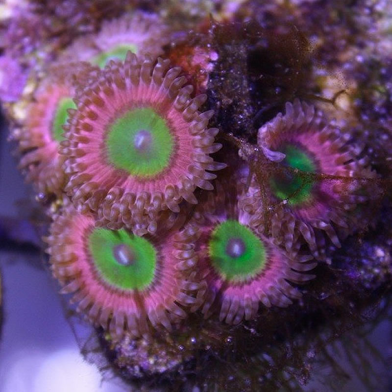 Pink Hippo zoas - Fragbox Corals