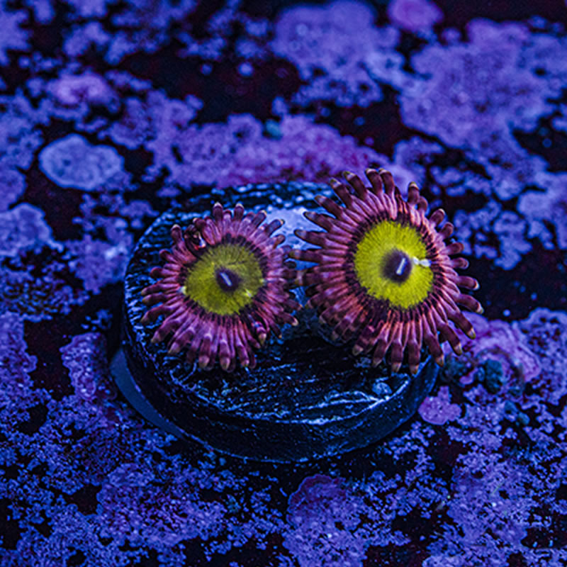 Pink Hippo zoas - Queen City Corals