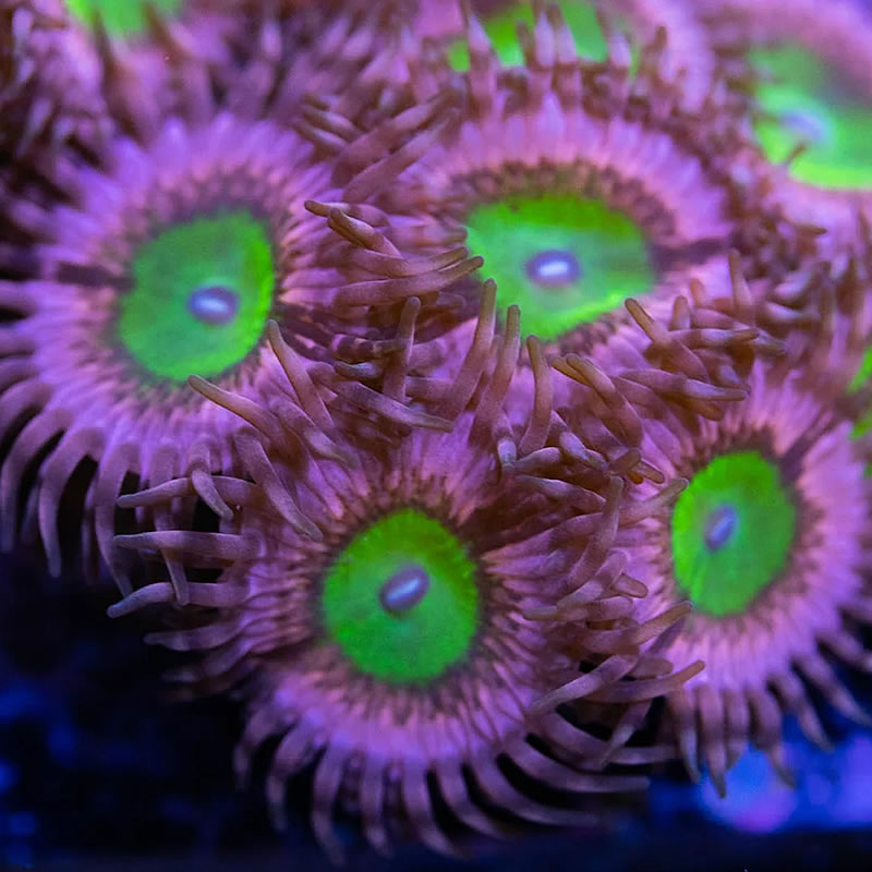 Pink Hippo zoas - RVA Corals