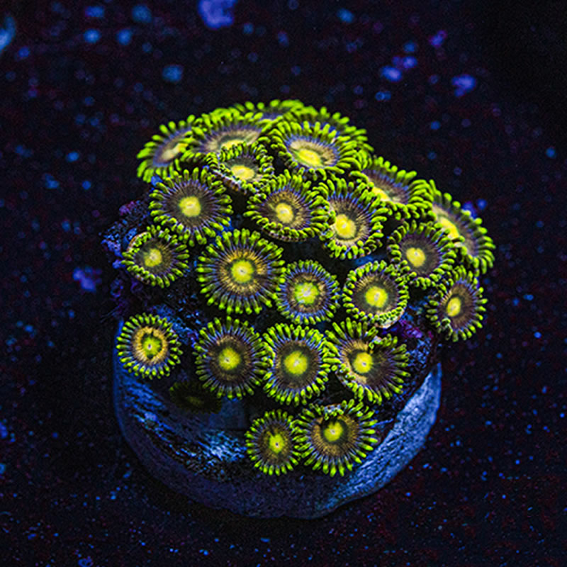 Pink Minefield zoas - Queen City Corals