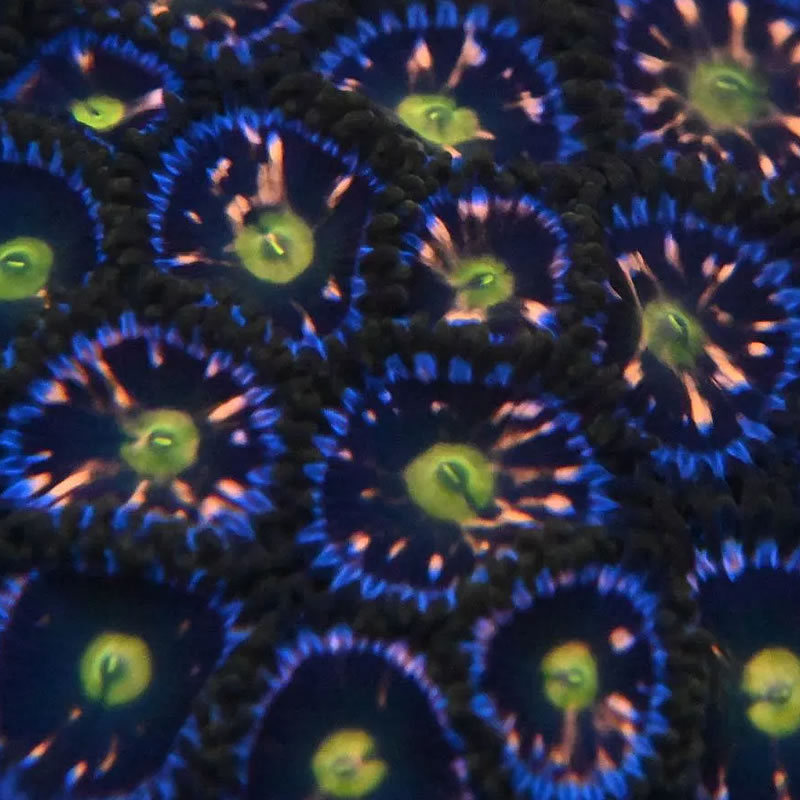 Pink Minefield zoas - Reef Stable