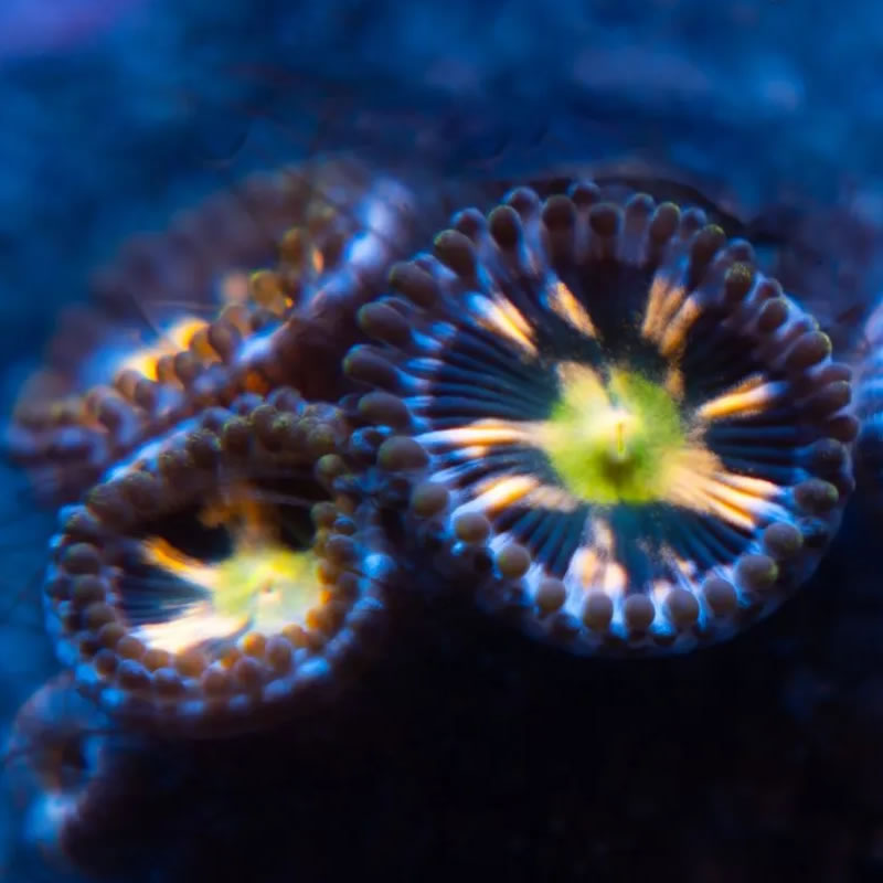 Pink Minefield zoas - Reef Stable