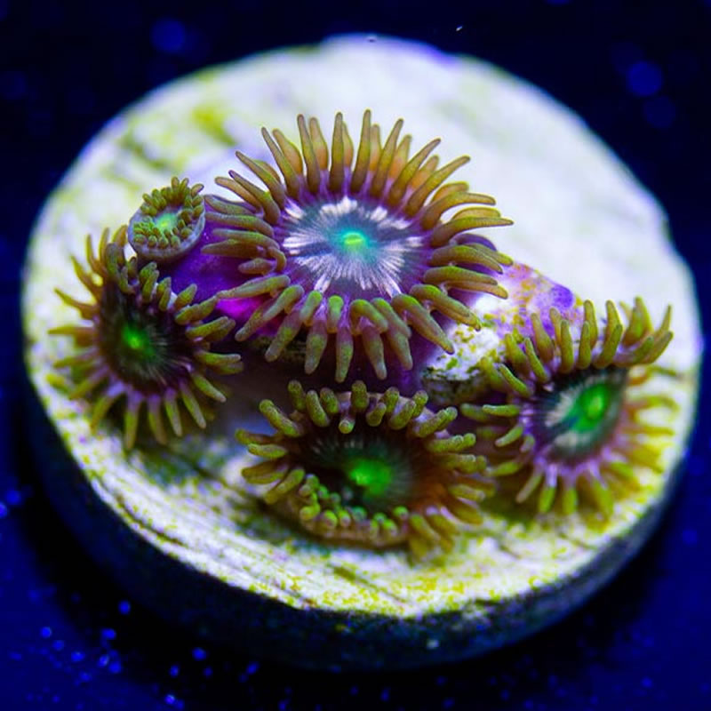 Pink Minefield zoas - Sunnyside Corals