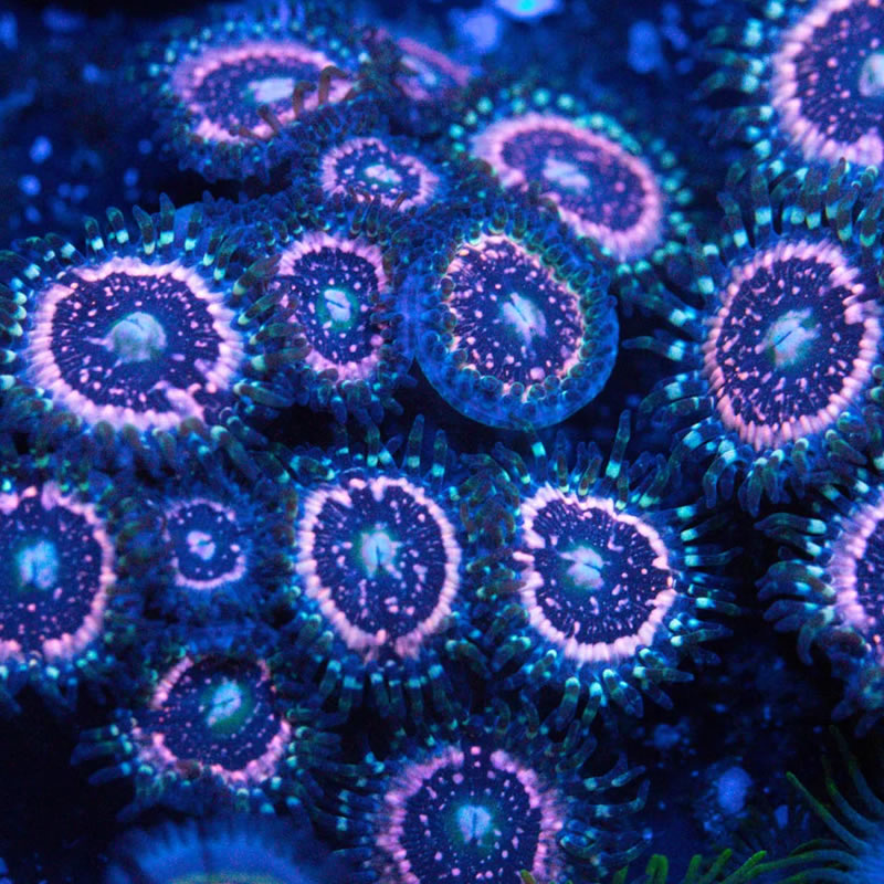Pink Zipper zoas - RVA Corals