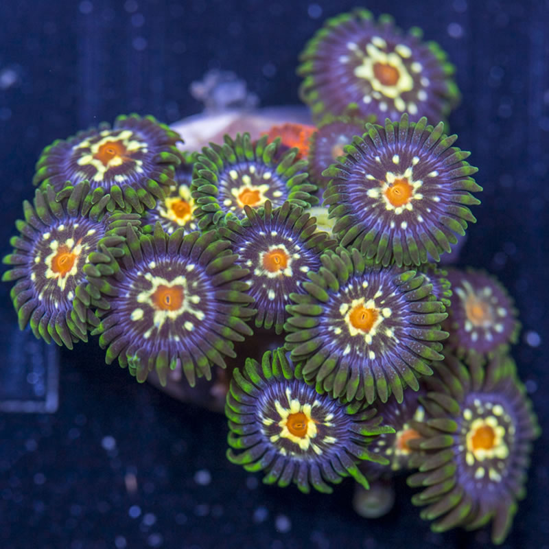 Pinwheel