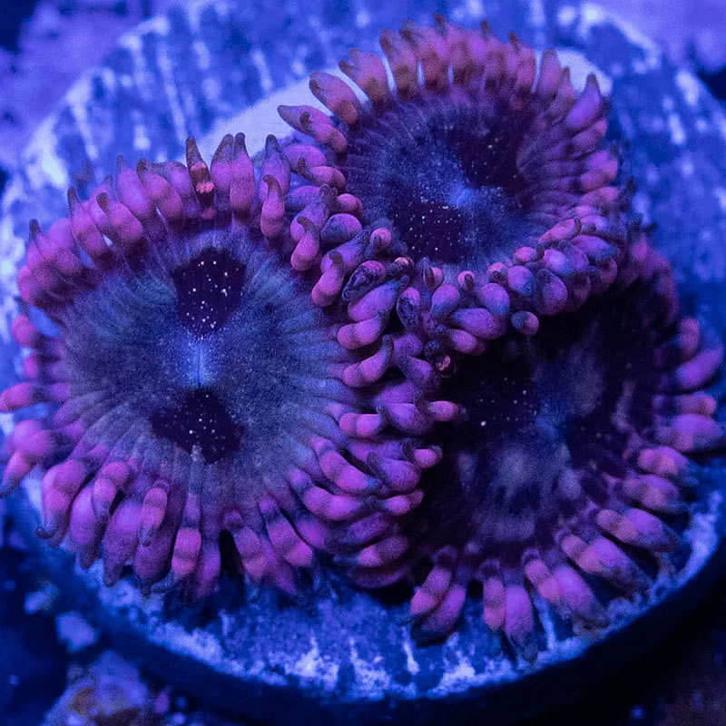Pluto Passion zoas - RVA Corals