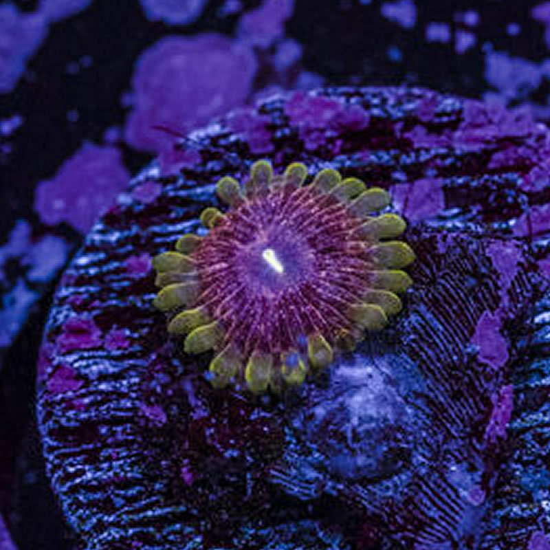Predator zoas - Queen City Corals