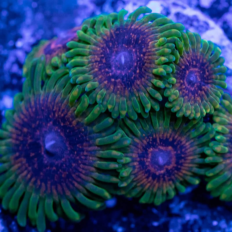Predator zoas - RVA Corals