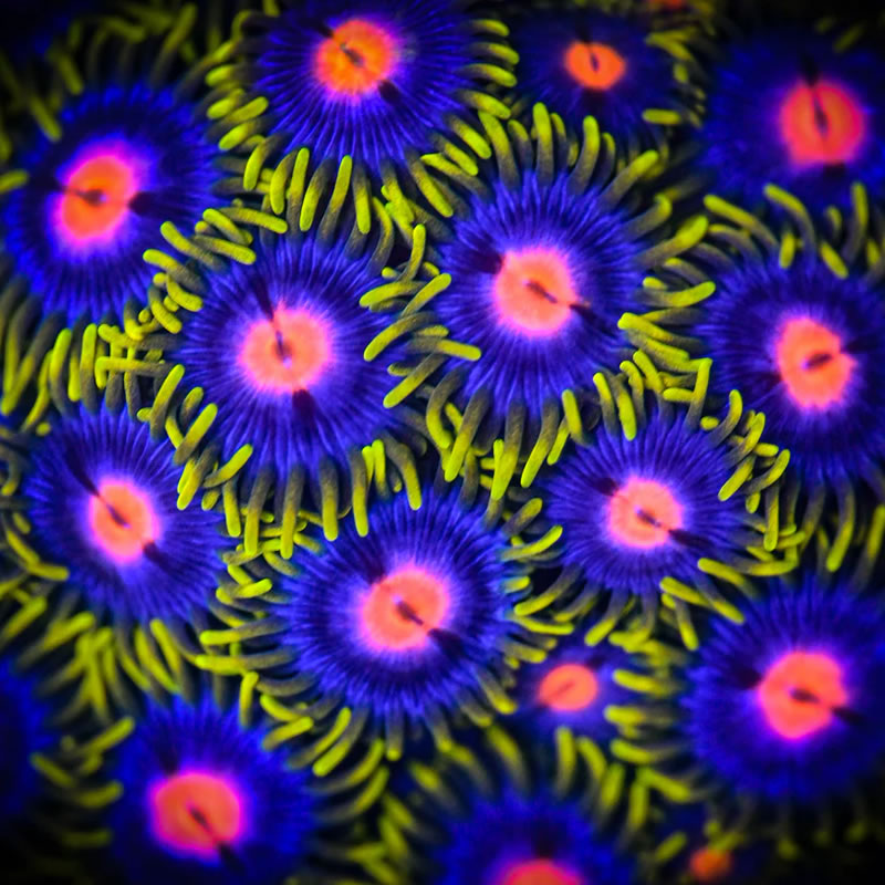 Princess Peach zoas - Reef Chasers